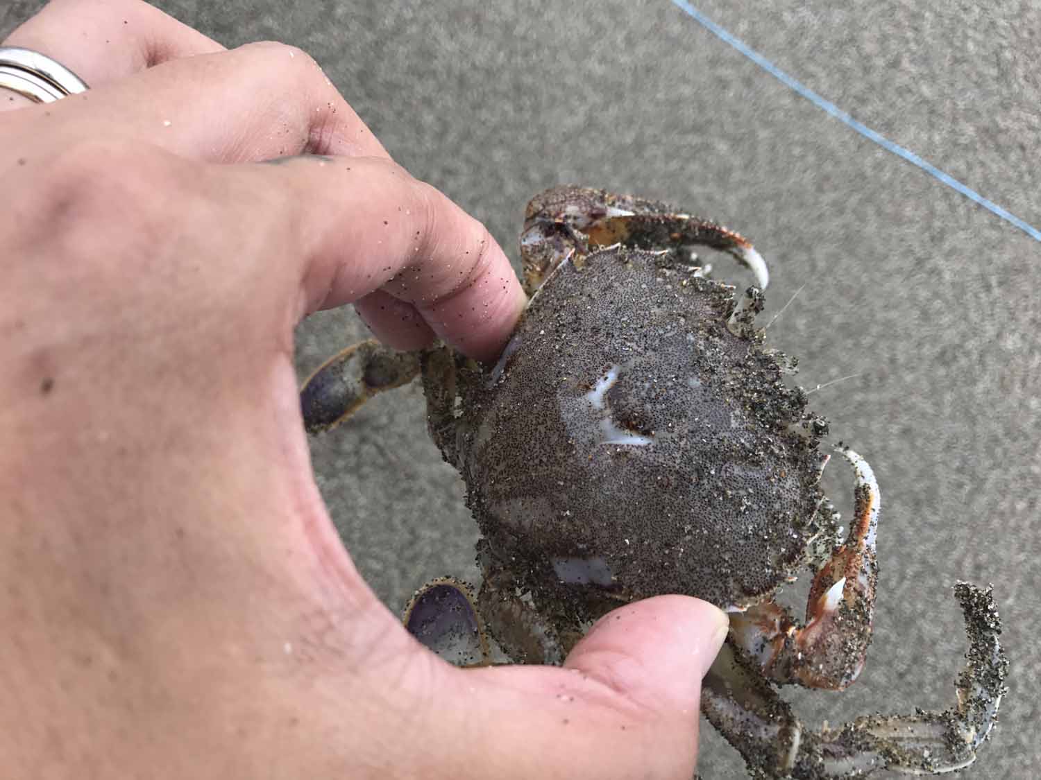 九十九里浜でカニ網でカニをとって食う 4re C